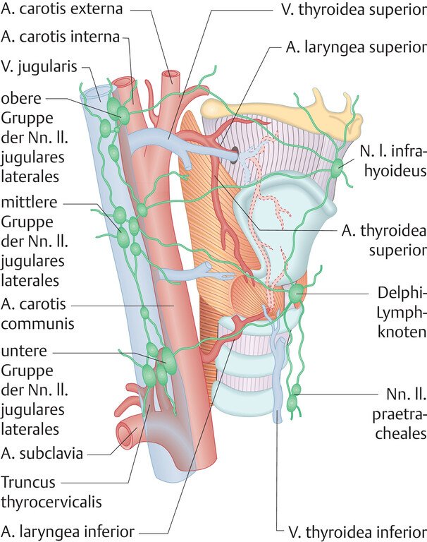 Gefäßversorgung und Lymphabfluss des Larynx
