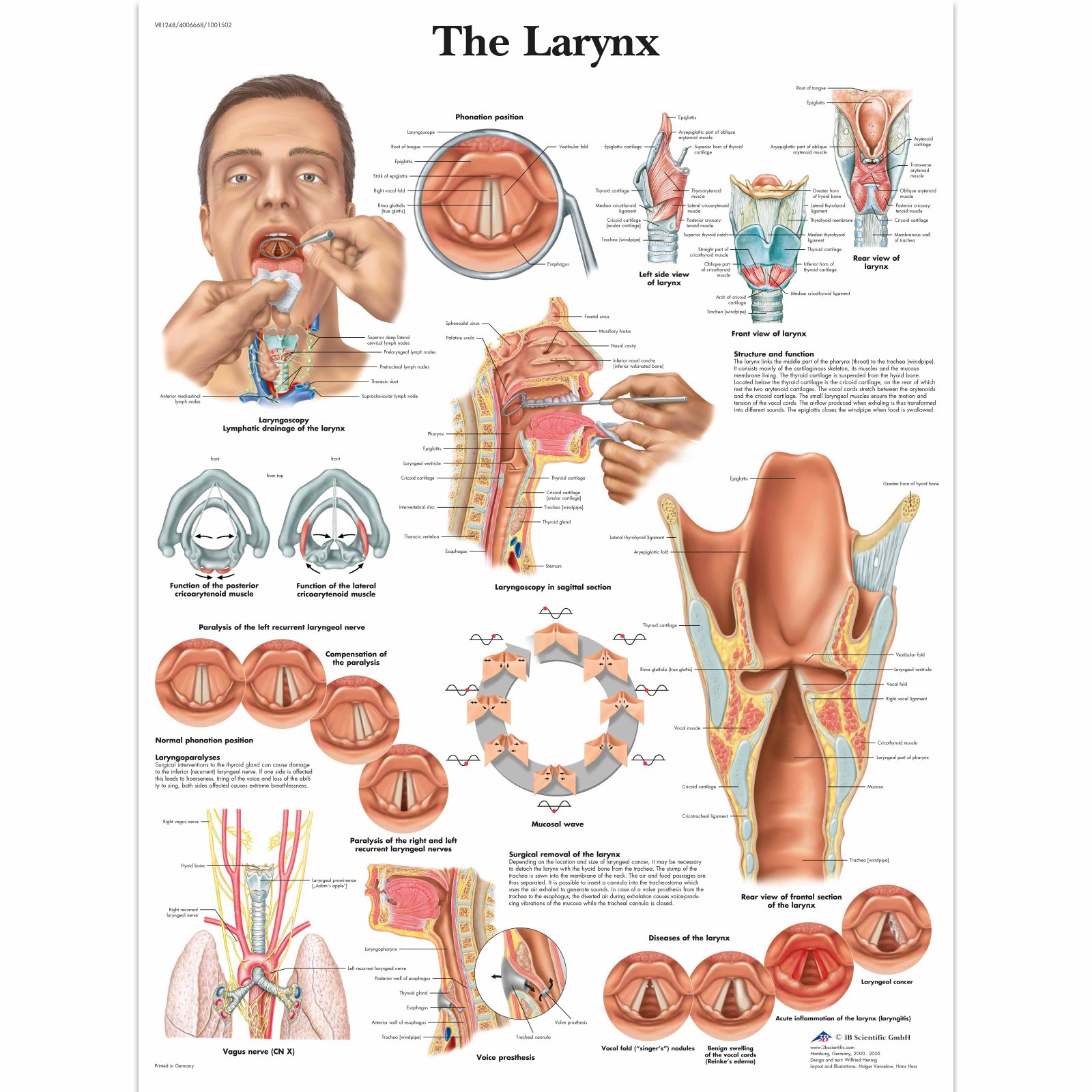 The Larynx — Anatomie-Poster
